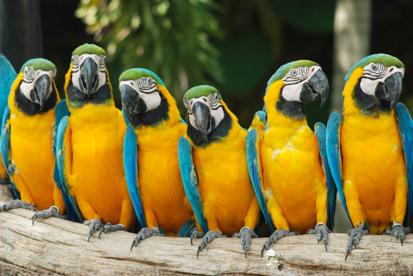 Why Leaders Don’t Need Parrots