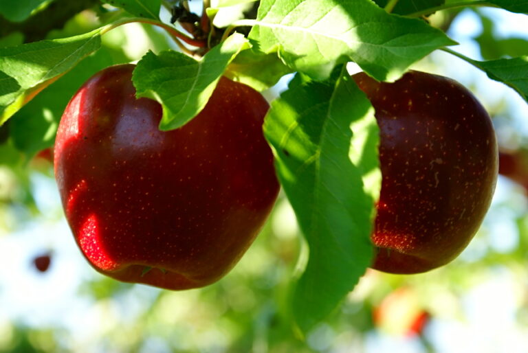 Pick the Low-Hanging Fruit to Improve Productivity