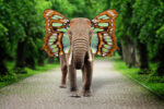 Elephant With Butterfly Wings