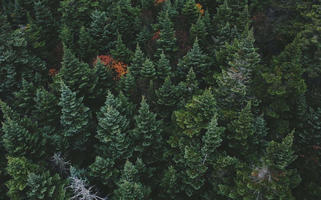 Cultivate Evergreen Talent in Your Workforce