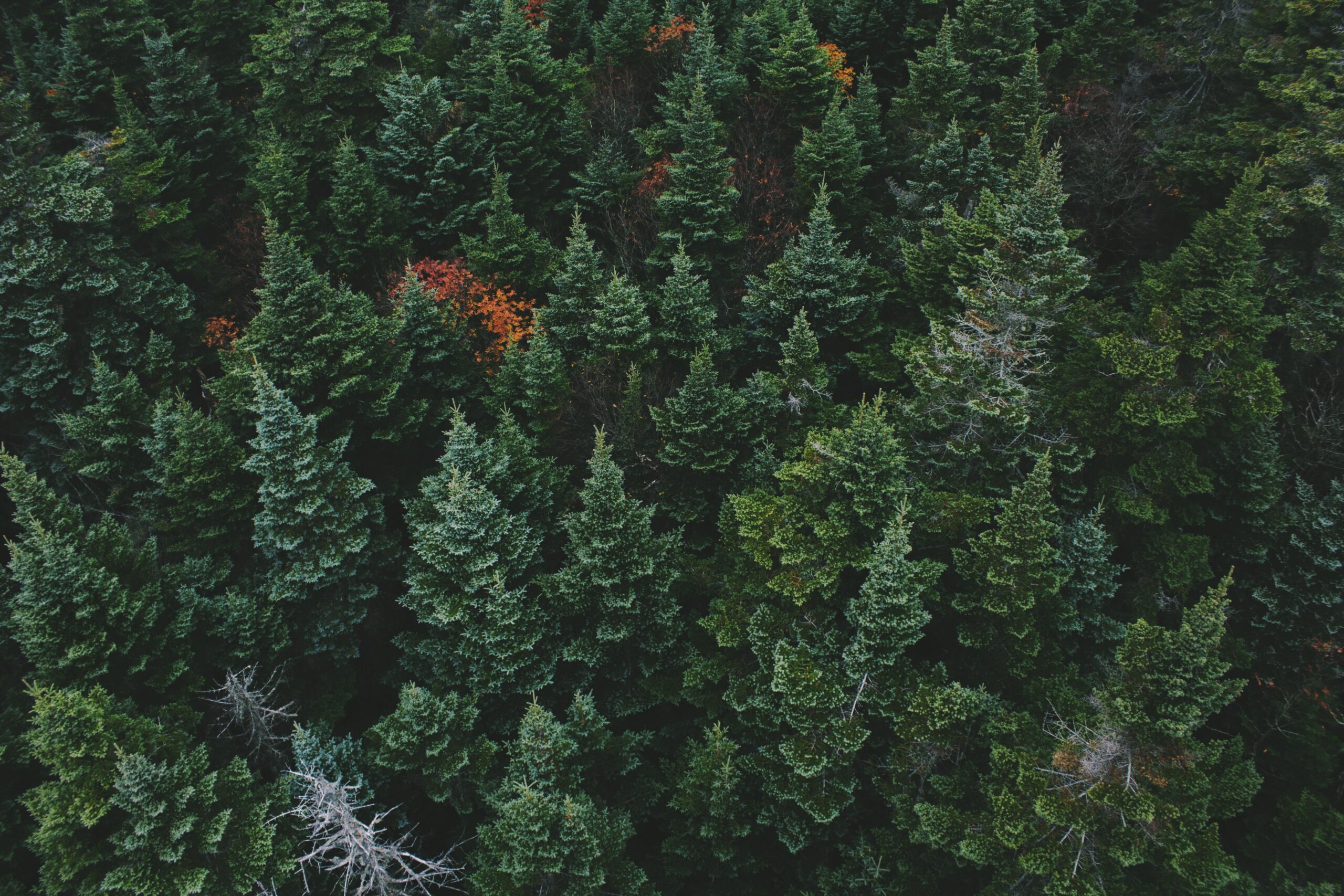 Cultivate Evergreen Talent in Your Workforce