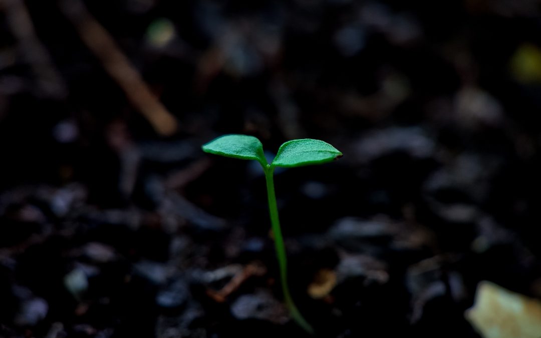 Organizations Must Commit to Find and Grow Leaders